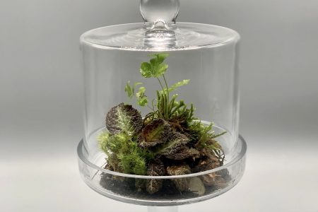 One of Danielle Reed's terrariums