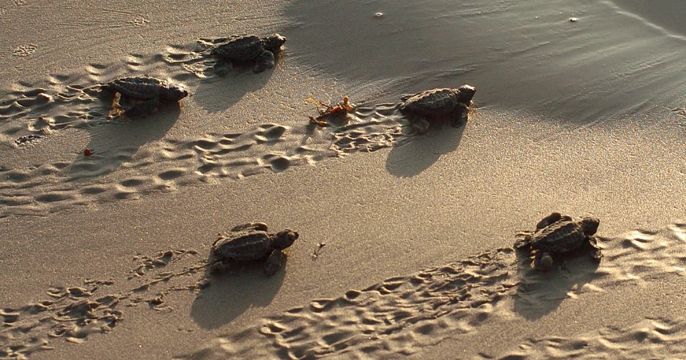 Five Kemp's Ridley sea turtle hatchlings leave the beach at Padre Island National Seashore. The Upper Texas Coast is the northernmost region for these endangered species to nest. 
