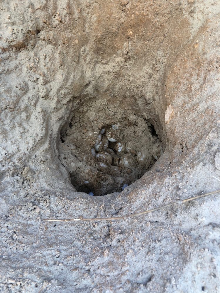 A turtle nest found on May 6 in Surfside Beach.