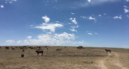 Cattle are pictured near Marfa, Texas, a town that was known for its historic ranching culture long before it was reborn as an international arts destination.