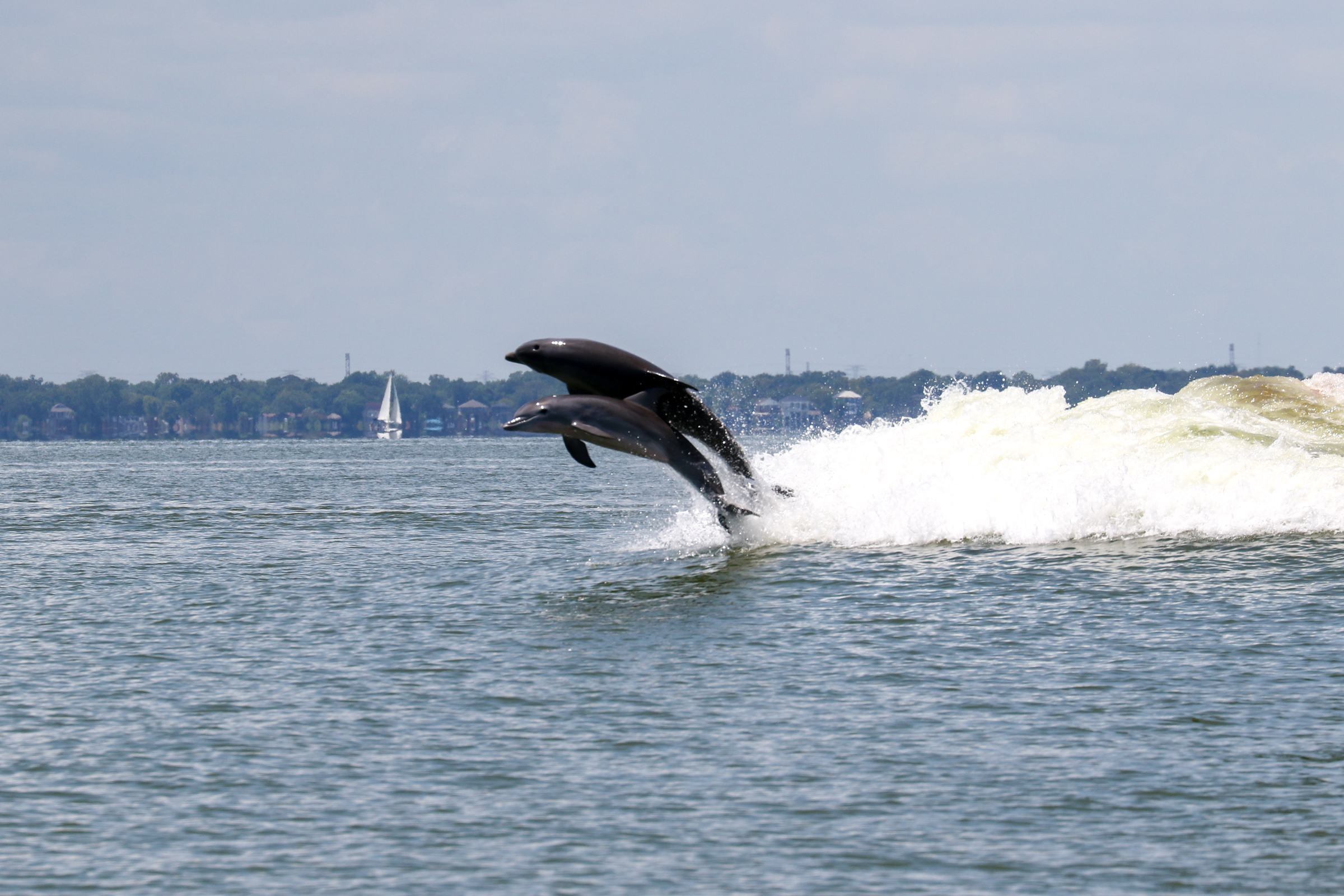 Fatal Skin Disease Outbreak in Dolphins Linked to Climate Change–Fueled  Storm Surges, Smart News