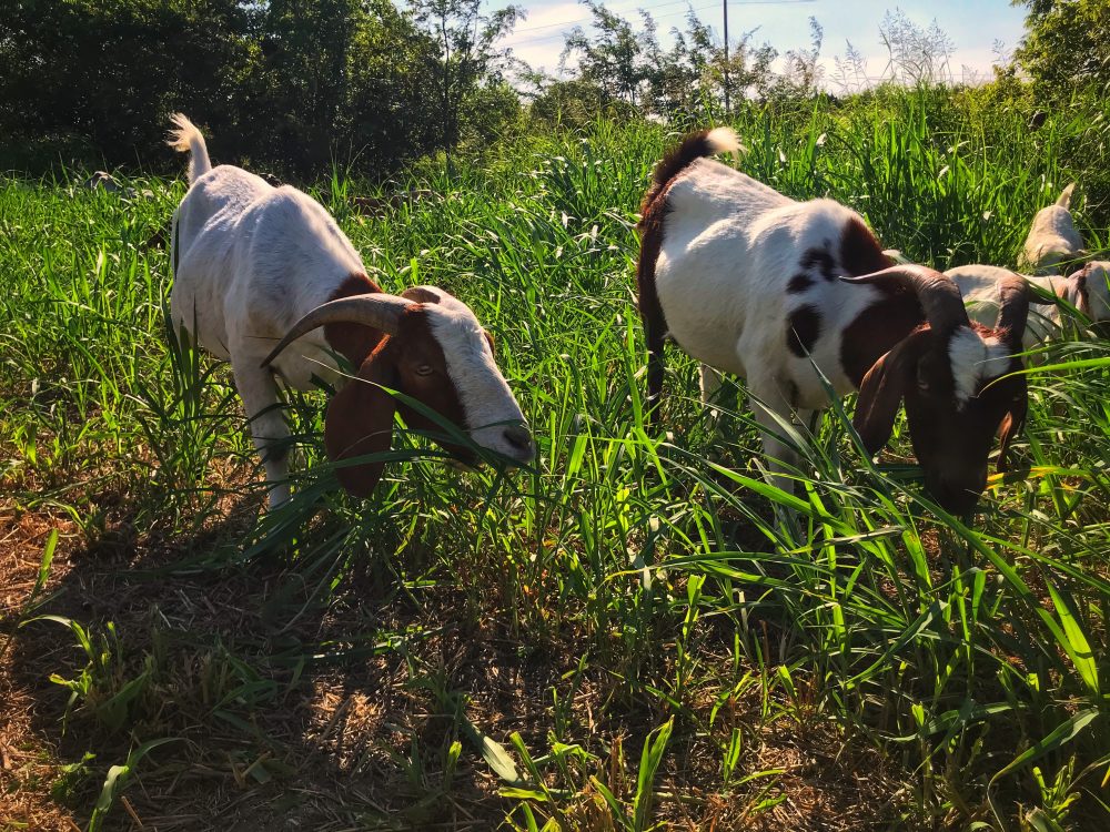 A herd of goats will help mow the slopes around the two Woodway ponds at the Houston Arboretum & Nature Center. 