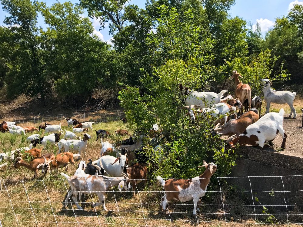 Goats naturally like to eat invasive species and can help clear overgrown slopes at the Houston Arboretum.