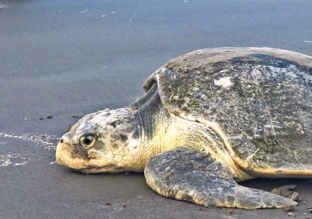 A Kemp's ridley sea turtle  on a Galveston beach.