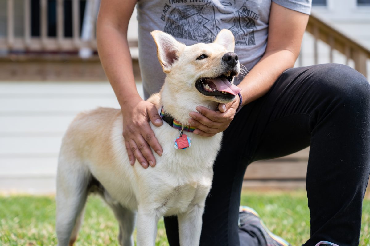 BARC warns of scam that costs owners of lost pets $250 – Houston Public Media - Vimarsana News