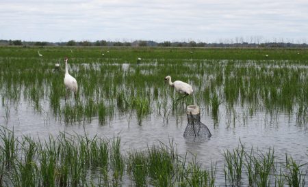 A pair of whooping cranes in Jefferson county. They were one of two couples to nest in southeast Texas this year -- for the first time in recent history .