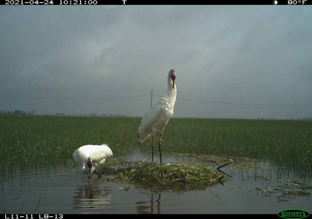 A trail camera view of a whooping crane in Louisiana. Whooping cranes are the tallest birds in North America, standing up to 5 feet. 