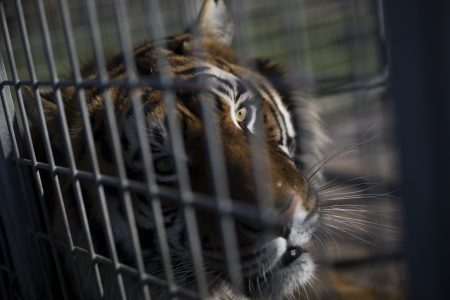 Elvis the tiger rests in a cage on Feb. 21, 2021.