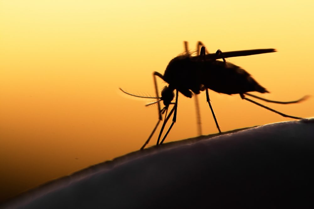 Mosquito on human skin at sunset