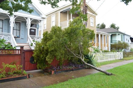 Tropical Storm Nicholas knocked down trees and left debris in its wake in Galveston on Sept. 14, 2021.