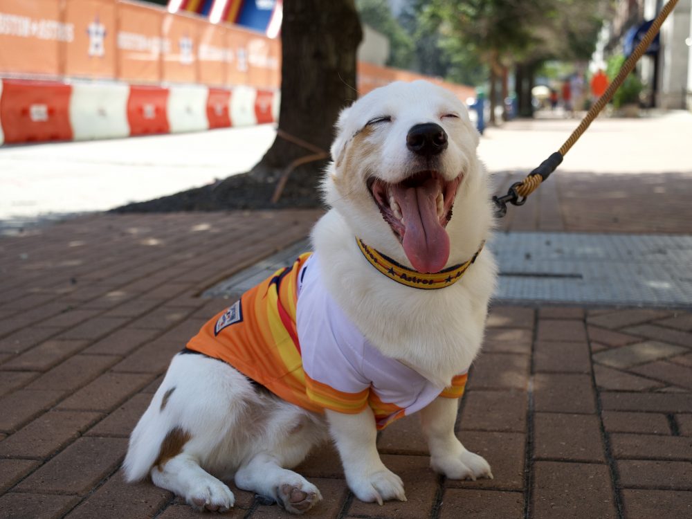 A dog named Arthur smiles outside of Minute Maid Park ahead of Game 1 of the AL Division Series, on Oct. 7, 2021. 