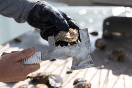 Johny Jurisich measures a freshly harvested oyster on March 14, 2022.