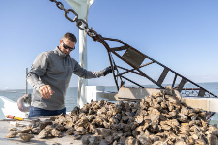 Oyster harvester Johny Jurisich empties a dredge onto his boat on March 14, 2022.