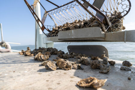 Freshly harvested oysters. Taken on March 14, 2022.