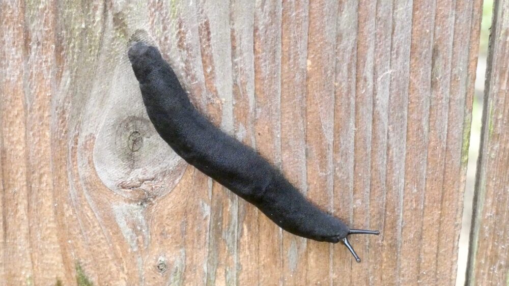 Black Velvet Leatherleaf Slug