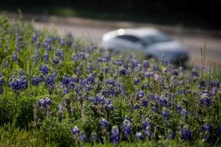 Wildflowers and bluebonnets are pictured off Manor Road in the Mueller development on Tuesday.