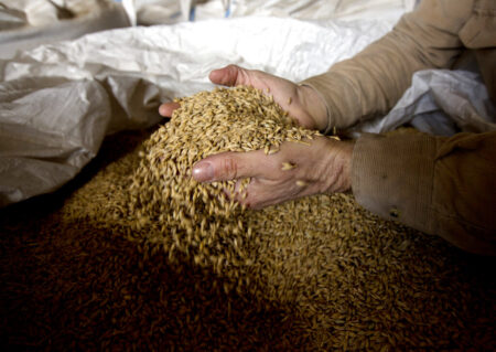 In this Wednesday, March 2, 2016 photo, farmer Ken Migliorelli shows off dried barley before it is malted, at his family's farm in Red Hook, N.Y. Migliorelli, who owns the fruit and vegetable farm where From The Ground brewery is located, said his well-draining sandy soil is ideal for growing malting barley.