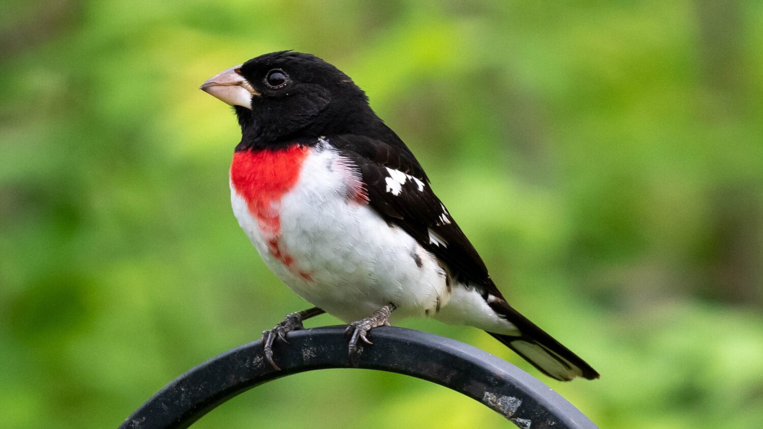 Six indicted for illegal songbird trafficking in Houston – Houston Public Media - Vimarsana News