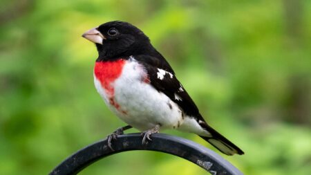 A Rose-breasted Grosbeak spotted in a Friendswood backyard. These birds from South America to the Northern US and Canada for breeding.
