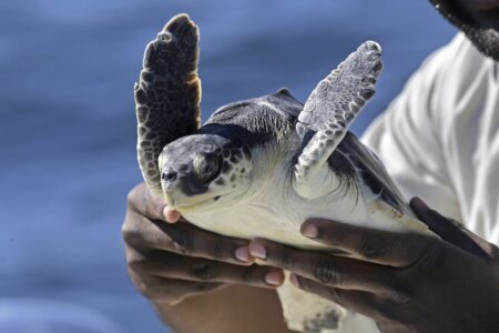 Dr. Tres Clarke, a veterinarian for the Audubon Nature Institute, holds an endangered Kemp's ridley sea turtle, which was rescued in New England, and rehabilitated by the institute, as he releases it into the Gulf of Mexico, 24 miles off the coast of Louisiana, Thursday, Jan. 29, 2015.