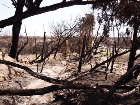 Nearly 11,000 acres were charred in the Mesquite Heat Wildfire. The trees will take some time to recover, but grass and other native plants will regrow here quickly.