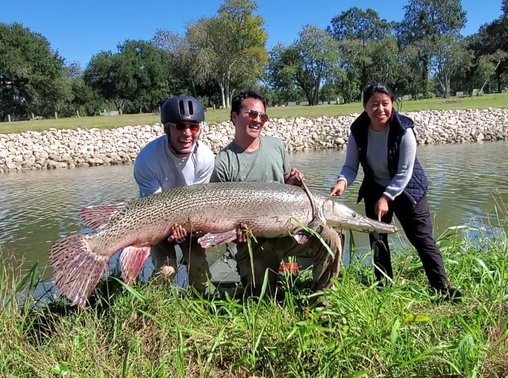 Alligator Gar Caught in Buffalo Bayou