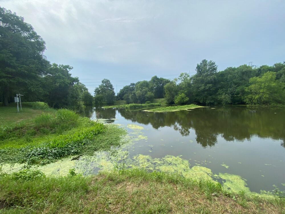 Three floating wetlands in a pond at the University of Houston Clear Lake campus.