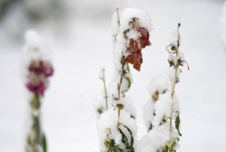 Flowers are draped in snow after a cold front swept over the intermountain West, Monday, Nov. 9, 2020, in Denver. Experts recommend keeping plants warm with insulation or bringing them inside, if possible, in preparation for the upcoming cold weather.