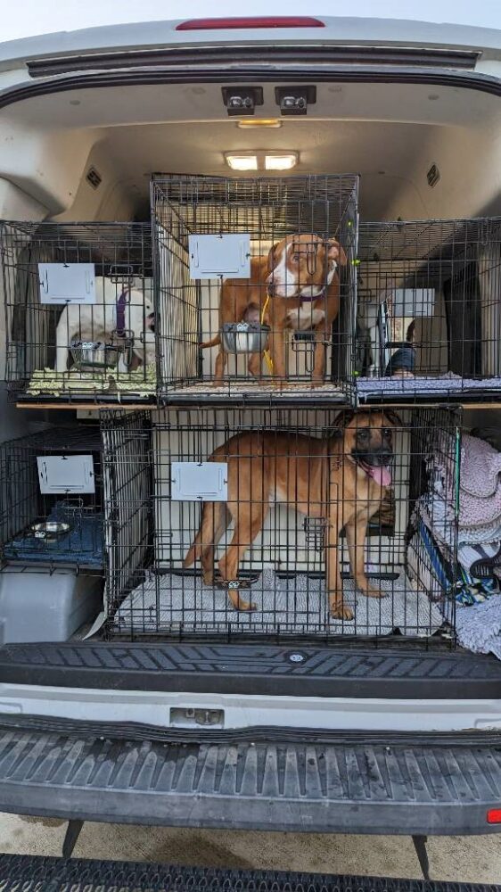 Houston-area pet lovers rush to rescue after tornado ravages Pasadena  Animal Shelter – Houston Public Media
