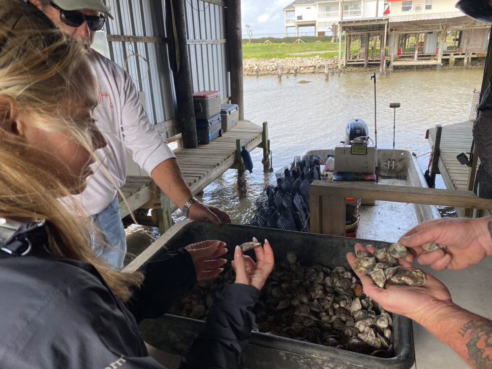 Oyster farming industry growing in Texas as wild oysters struggle to rebound – Houston Public Media