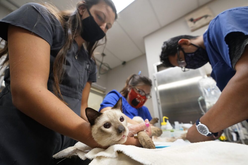 A cat receives treatment at a veterinary hospital.