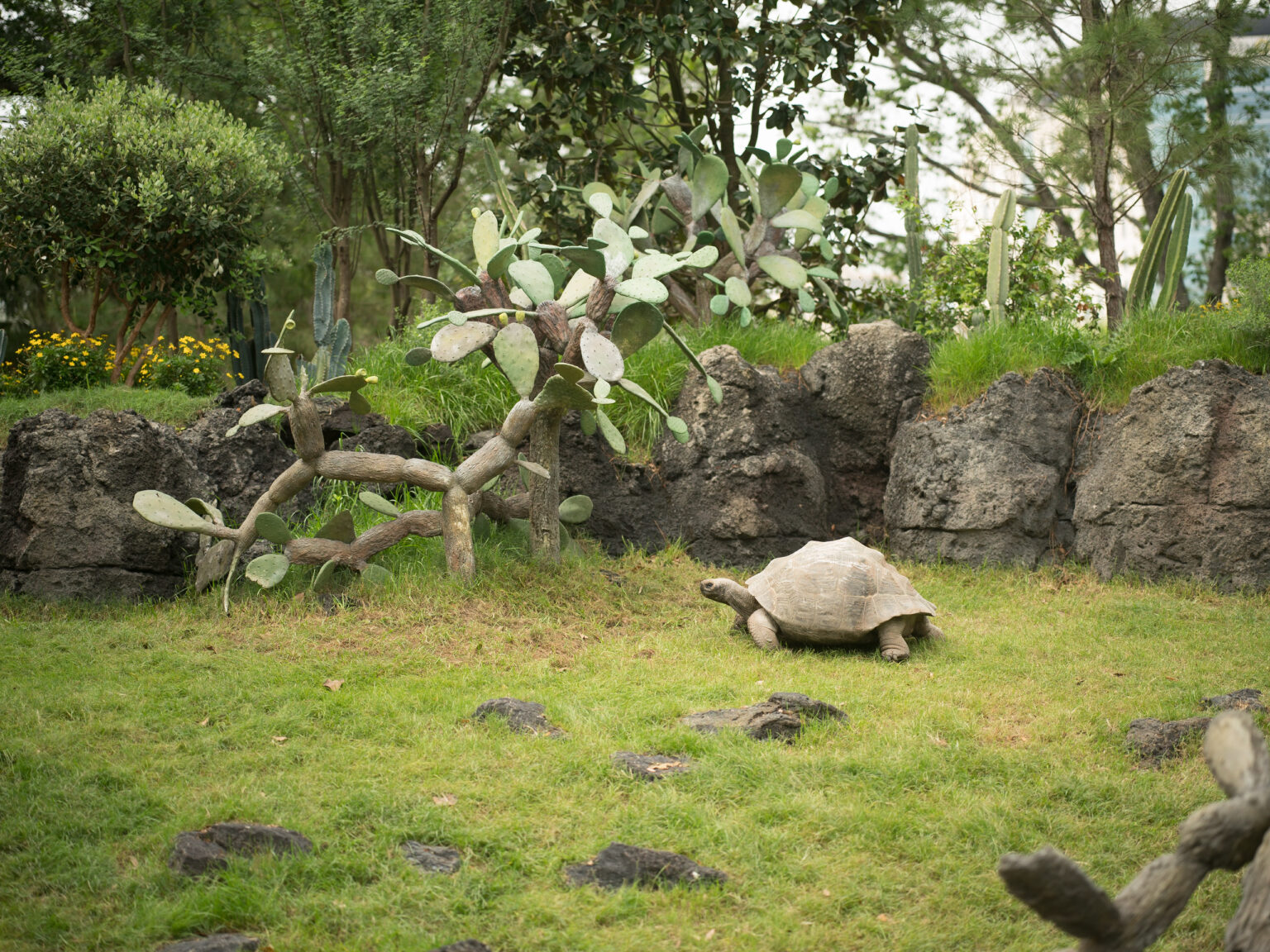 Houston Zoo offers Galapagos Islands experience with new exhibit