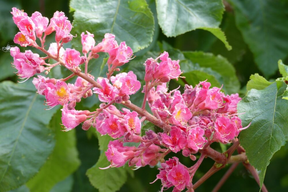 Scarlet-colored blossom surrounded by green leaves