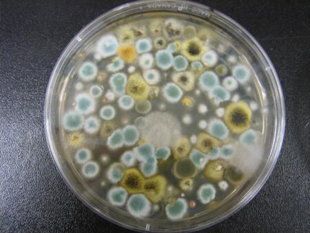 Petri dish with mold samples