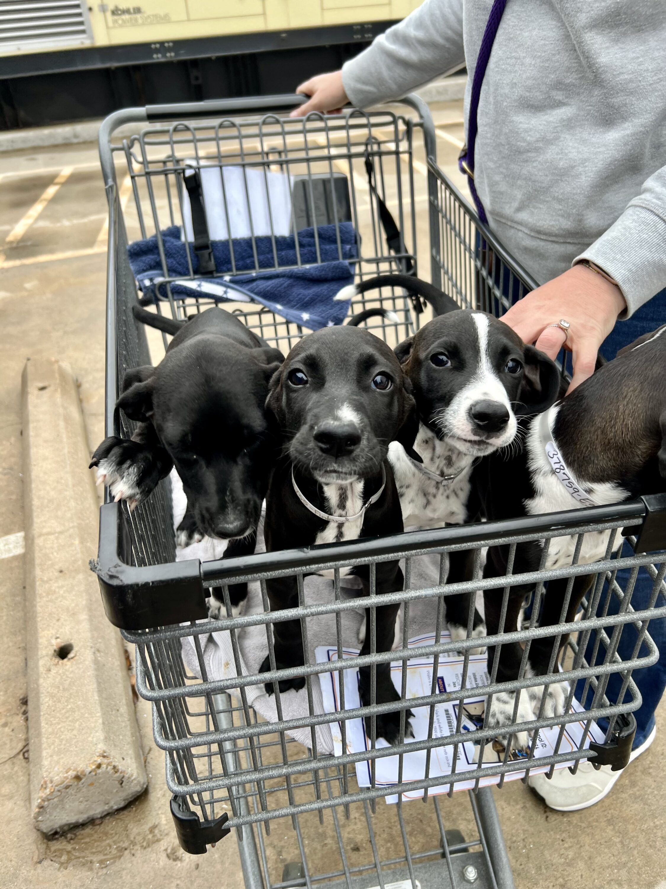 Recent animal cruelty cases fill Montgomery County Animal Shelter