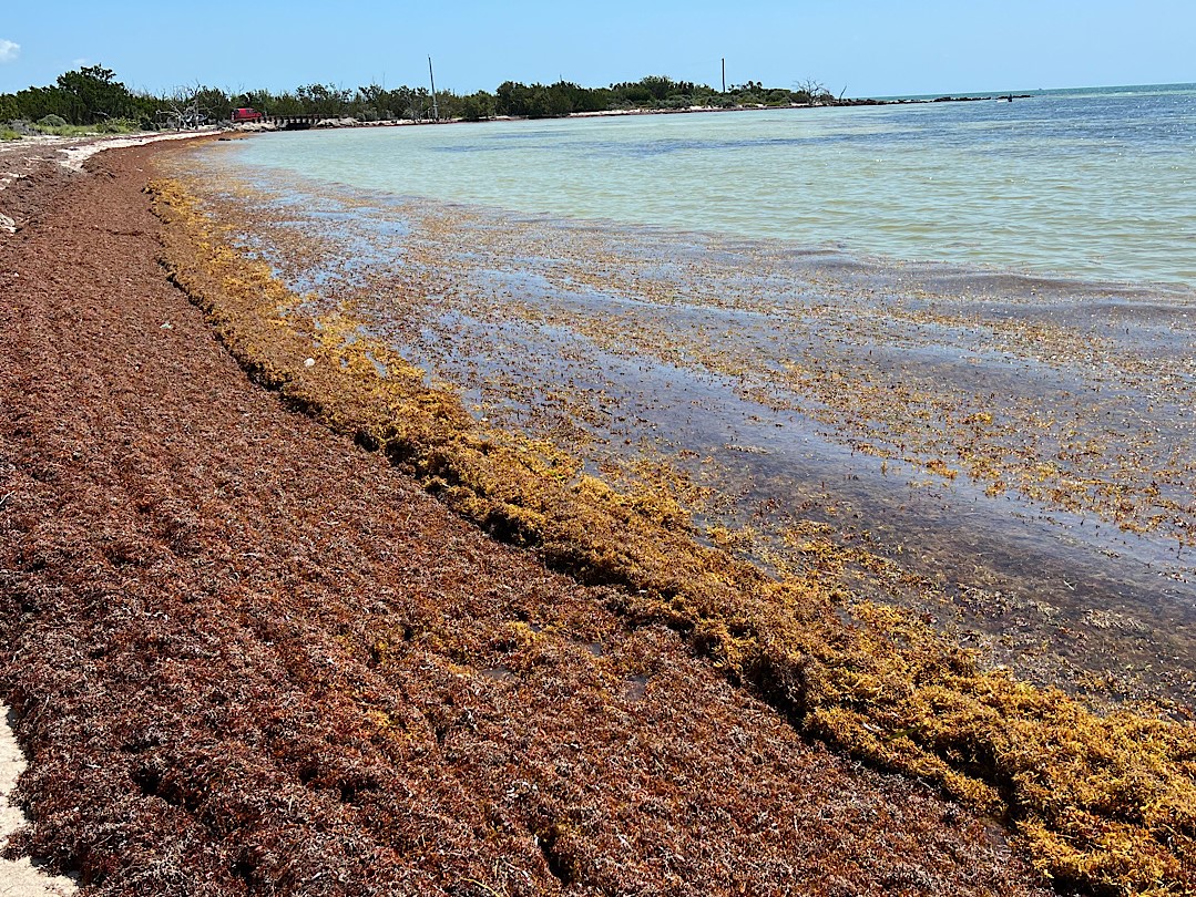 Sargassum along the beaches of Key West on March 28, 2023.