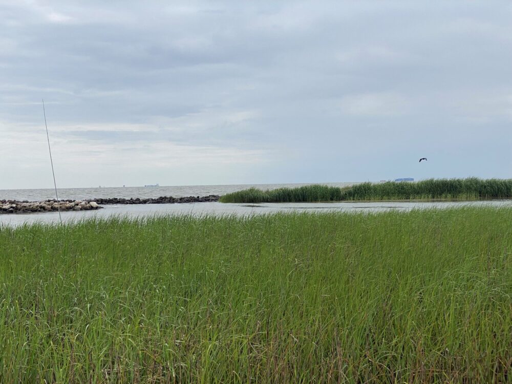 The gates' environmental impact on everything from water quality to the tides still needs to be studied. Intertidal marshes like this one could be impacted by these changes. 