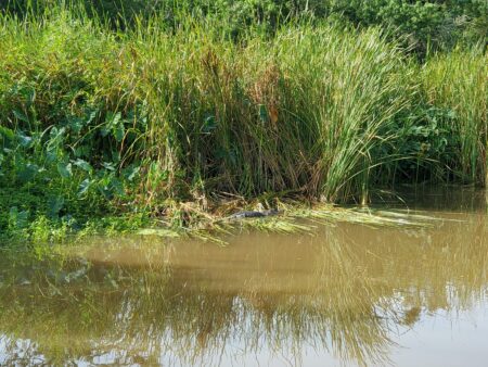 Photo of a small alligator in the bayou