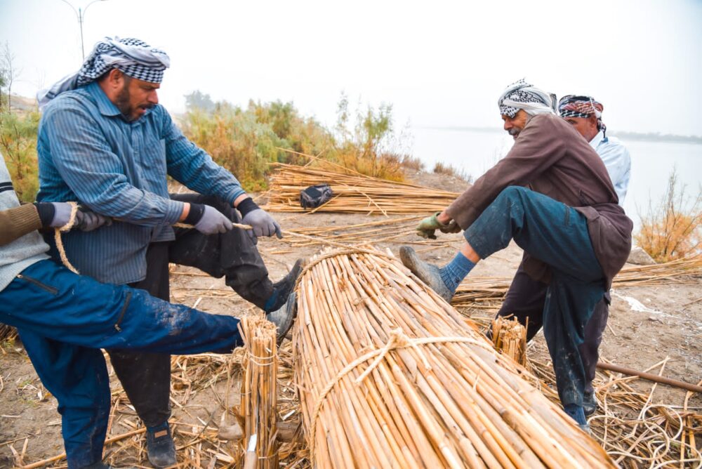 Mudhif Reed Harvesting