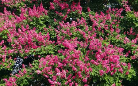 Photo of trees with pink flowers