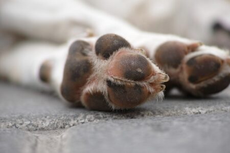 A closeup of a dog's paws