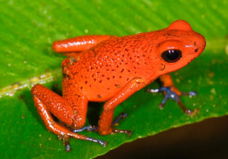 A bright red frog on a leaf