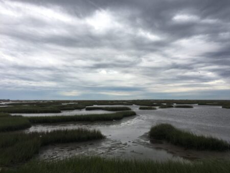 coastal marshland - Travis Bubenik
