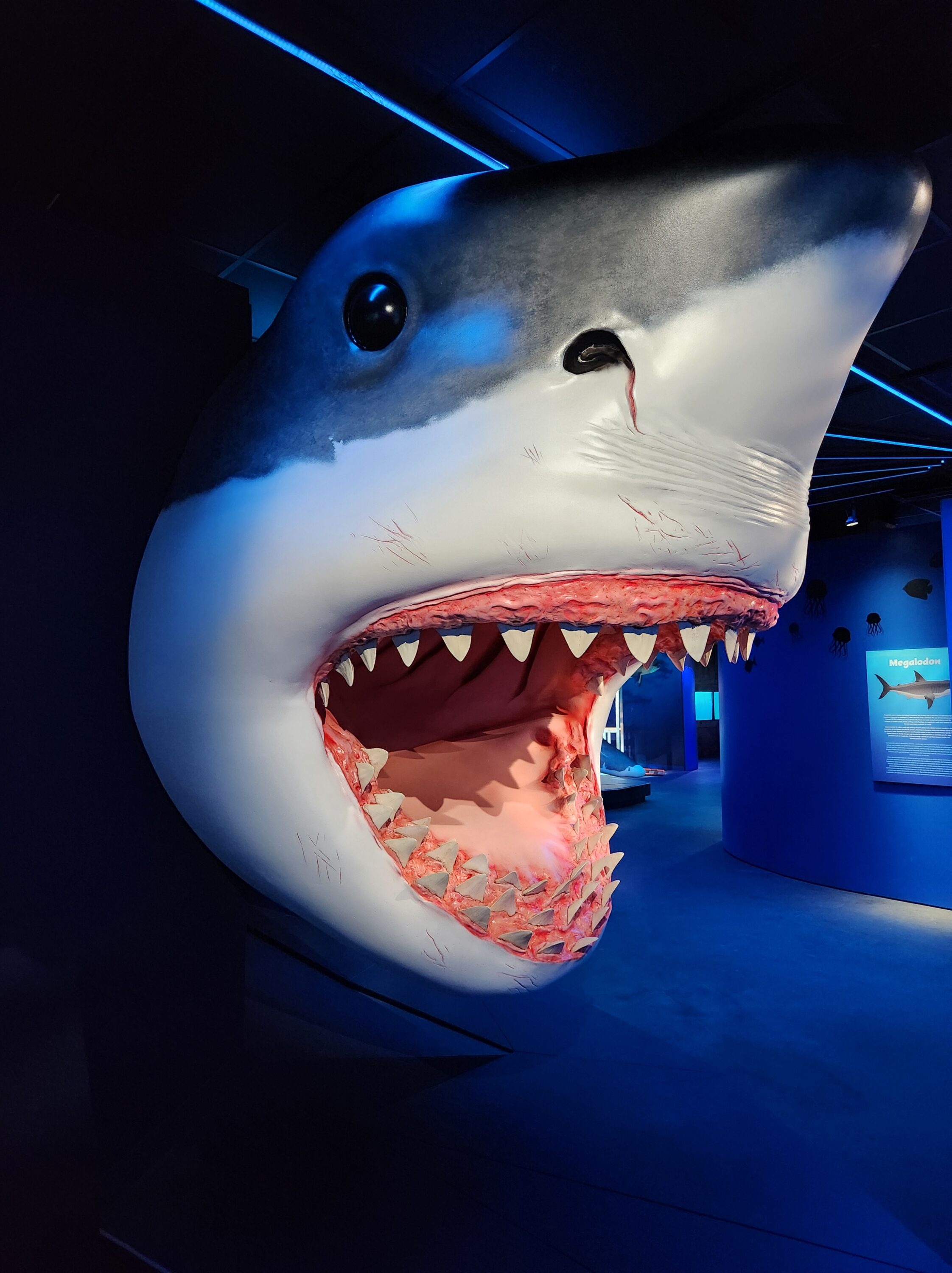 Photos Inside the New HMNS Shark Exhibit Houston Public Media