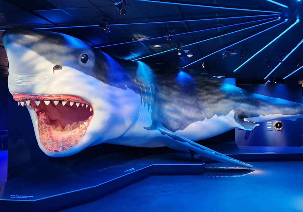 A true-to-size model of a megalodon, a massive prehistoric shark, at the Houston Museum of Natural Science.