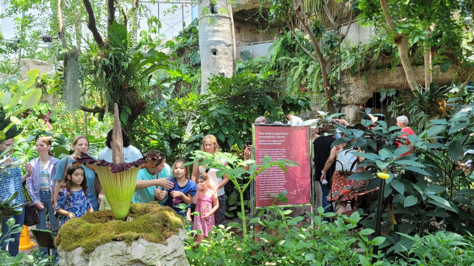 houston-museum-of-natural-science-corpse-flower-meg-in-full-bloom