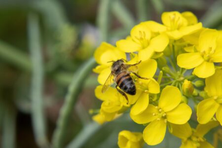 Picture of bee on yellow flowers