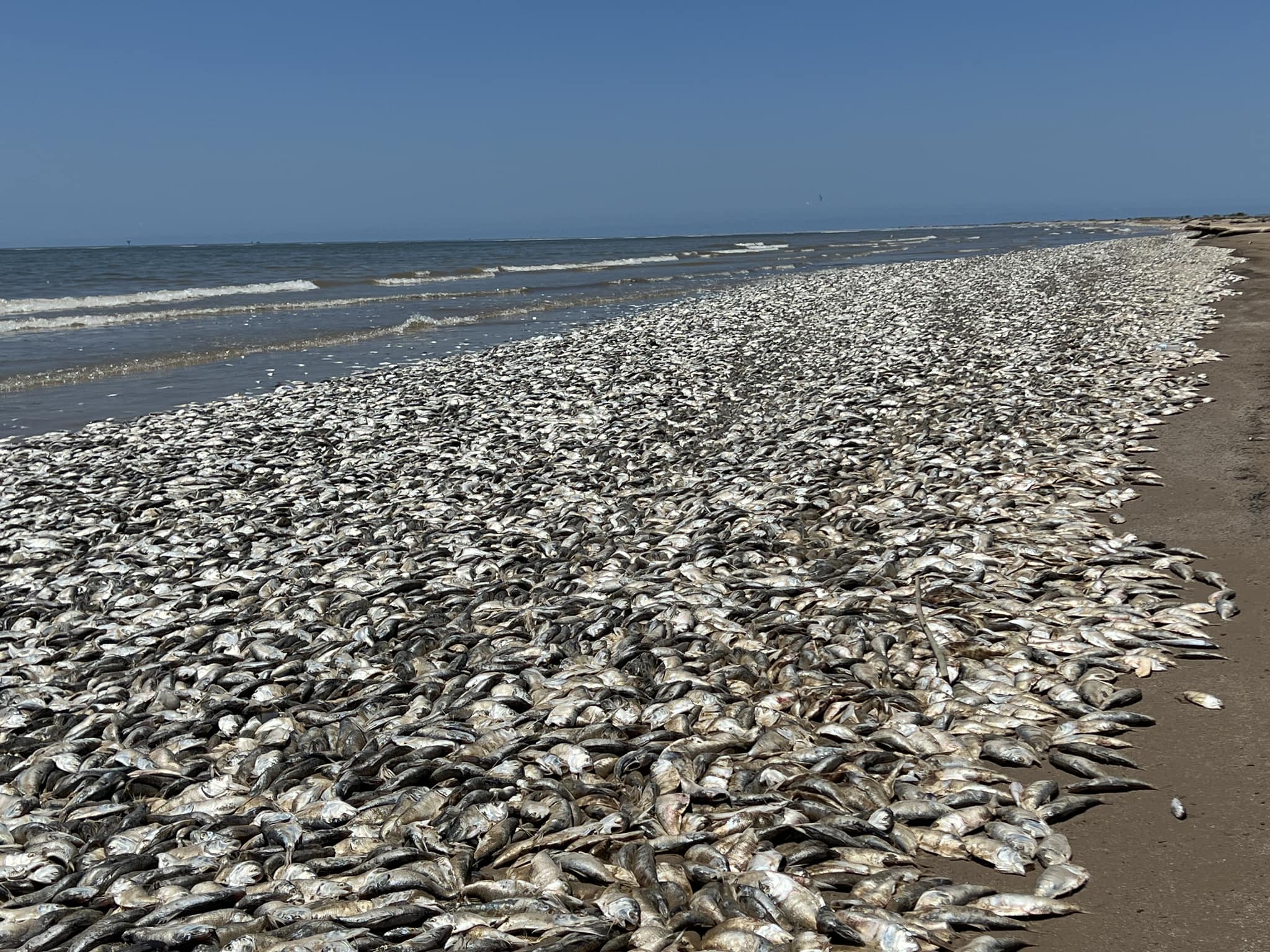Beaches south of Houston inundated with dead fish, likely due to rise in  water temperature – Houston Public Media