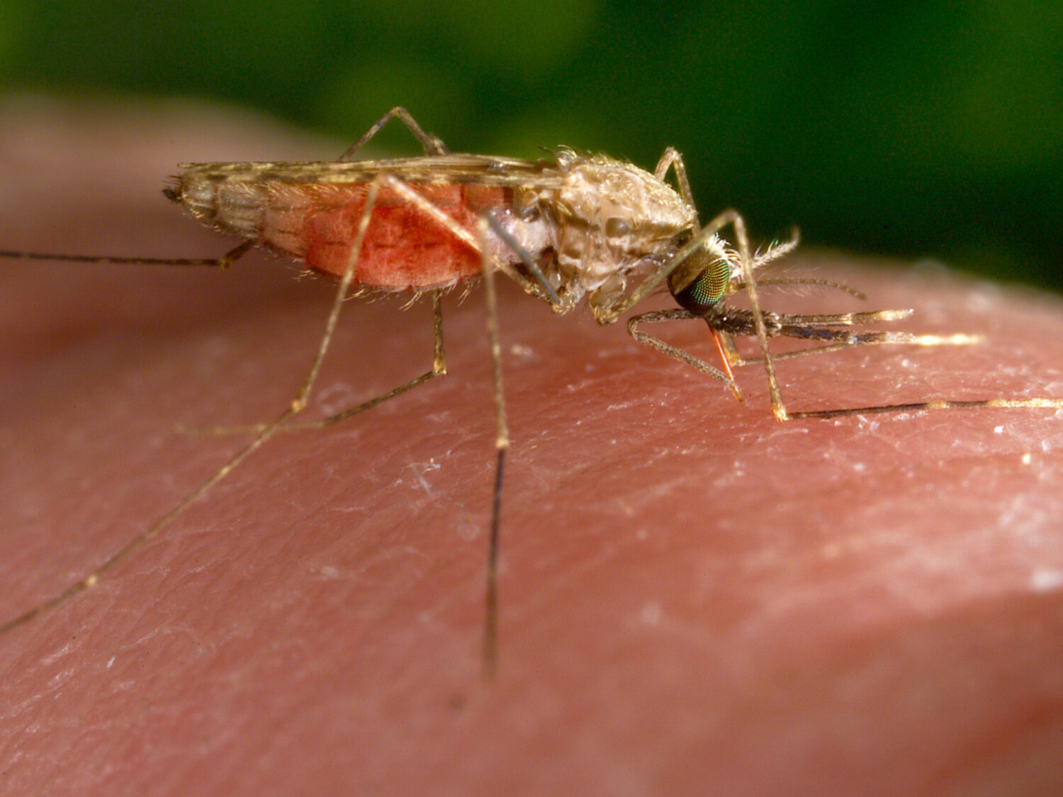 Keeping kids safe from Houston mosquitoes