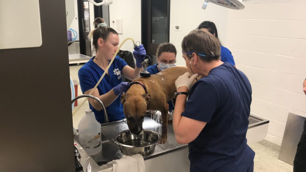 A dog receives a cooling bath, and is being treated for heat-related illnesses.